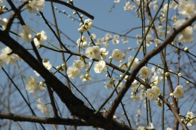 世紀公園　梅祭り